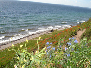 Der Steilhang zur Ostsee herunter am Platz der Steinsetzung von Kaseberga