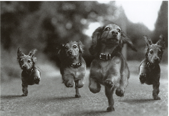 Das Dackelballett (Foto von Robert Storz www.huraxdaxverlag.de Nr. H9052)