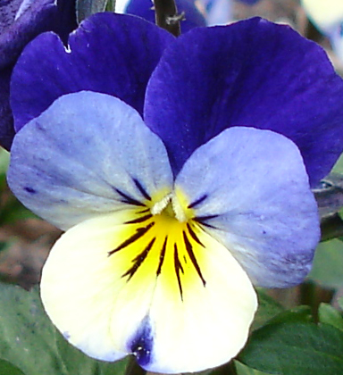 Stiefmütterchen - viola tricolor