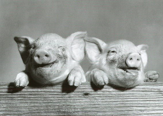 Two Piggies (Foto auf Postkarte Corson/Camerique 1989, www.catch.nl, PC 9685)